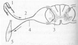 части рефлекторной дуги