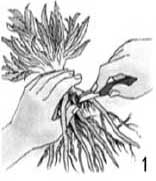 размножение корневым черенком