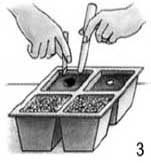 размножение корневым черенком 3