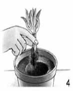 размножение корневым черенком 4